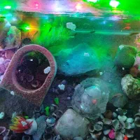 ماهی آکواریوم