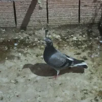 کبوتر مسافتی