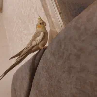 عروس هلندی نر ۵ ماهه