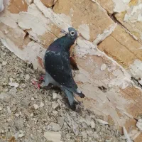 دو عددنر کفتر هردو باهم 500