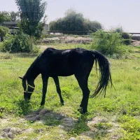 اسب|اسب و تجهیزات اسبسواری|بندرعباس, |دیوار