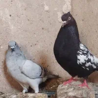 کفتر|پرنده|داراب, |دیوار