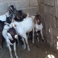 کهر بز|حیوانات مزرعه|کاکی, |دیوار