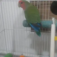 کوتوله برزیلی ماده تخم گذار