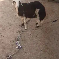 بره قوچ بسیارخوش قلم وخوشکل