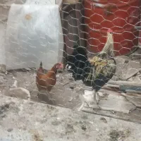 مرغ وخروس