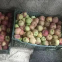 سیب|خوردنی و آشامیدنی|مشهد, شهید بصیر|دیوار