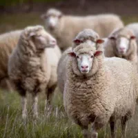 گوسفند زنده عید قربان با ۳۵%تخفیفه ویژه