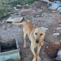 سگ گله نگهبان درجه یک