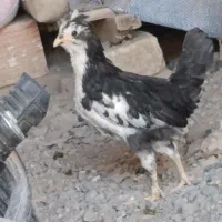 جوجه مرغ گل.ین