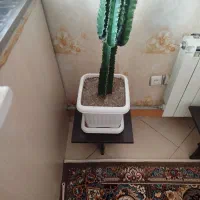 گل افوربیا
