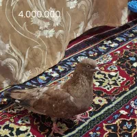 مایل ب تعویض نیستم.