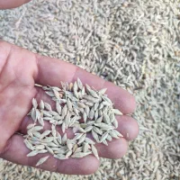 جو محلی . کوهدشت.