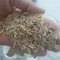چلتیک فجر درجه یک