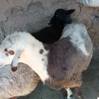 قوچ مهربان افشار