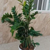 فروش گل