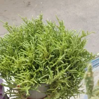 گل سرسبز و شاداب