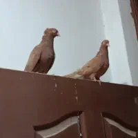 سوسنگرد