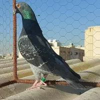 پلاکی نشسته