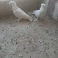 کبوتر ترکیه سفید