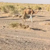 شتر|حیوانات مزرعه|شوسف, |دیوار