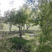 باغ-پسته-7-5-هکتاری-در-بویین-زهرا