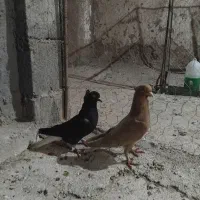 یک جفت دم سفید