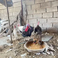 بوقلمون نر و ماده
