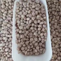 فروش لوبیا