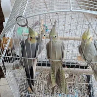 دوجفت عروس هلندی به همراه قفس