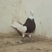 کفتر نر طوقی معاوضه با ماده طوق