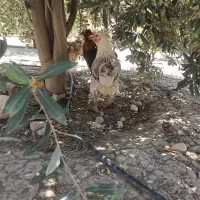 تعدادی مرغ دیلگونی