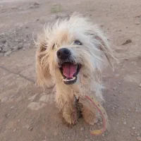 سگ پاکوتاه
