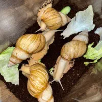 واگذاری حلزون آچاتیناطبی تخم گذاربا قیمت کم