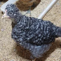 مرغ و خروس بومی سه ماهه