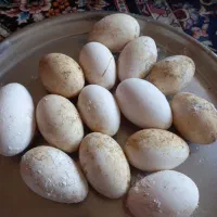 تخمه نطفه دار غاز