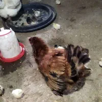 مرغ با جوجه