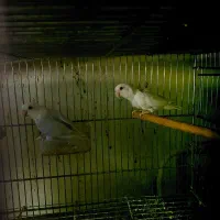 طوطی کوتوله برزیلی