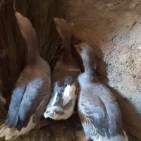 فروش۳عدد غاز باهم