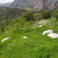 یک قطعه با غ