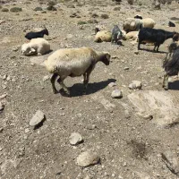 میش|حیوانات مزرعه|حسن آباد, |دیوار