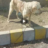 واگذاری ماده عراقی وماده سرابی