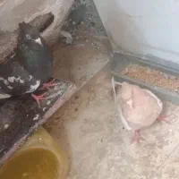 کبوتر جغتگاه سینه