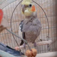 عروس هلندی