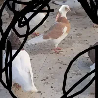 کبوتر