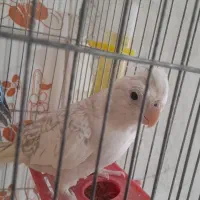 فروش یک عدد عروس هلندی