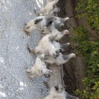 مرغ برهما لایت اصل