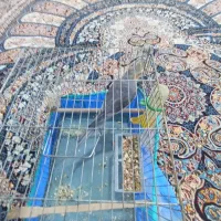 عروس هلندی نر سخنگو