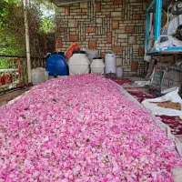 فروش غنچه خشک و گلاب و عریقبجات