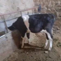 گوساله سیمنتال نر